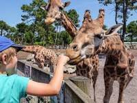 Zoo la teste pour découvrir les animaux